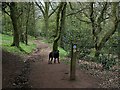 Footpath on Nag Hill descending to Clent Church in DY9 9RR