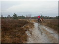 Horse riding, Parley Common in BH22 8FU