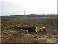 Felled conifer, Parley Common in BH22 8FU