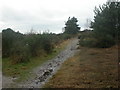 Bridleway, Parley Common in BH22 8FU