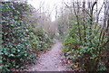 Footpath Through Birch Woods in TN3 0XE