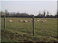 Sheep graze by Hill Barton Business Park in EX5 1DP