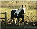 2008 : Horse in a pasture south of Frome in BA11 5EL