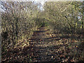 Path from Ditton Park Wood in CB8 9SR