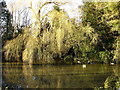 Village Pond, Rushmere St Andrew in IP5 1DH