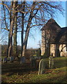 Large trees by little church, Thornham Parva in Thornham Parva