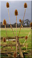 Teasel in the winter sun. in GL13 9HF