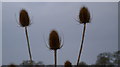 Teasel heads. in GL13 9HF