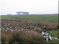 Boggy farmland, Tweeddale. in EH23 4TE