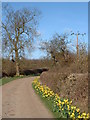 Daffodils in lane to Hill Farm in CB8 9RR