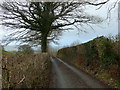 Lon gul ger Cwm Isaf / Narrow lane near Cwm Isaf. in SA19 8TR