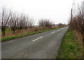 Willows by the roadside in NR29 4EE
