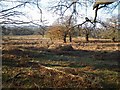 Deer in Richmond Park in TW10 5HP