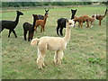 Alpacas near Horley in OX15 6FD