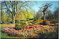 Winter heathers in Richmond Park. in TW10 5HP