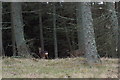 Roe Deer at edge of Woodland near Kinwhirrie in DD8 4QA