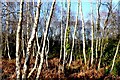 Birch Woodland near Crossways in DT2 8JD