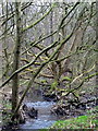 Bassleton Beck, looking south from Ingleby Way in TS17 0SS