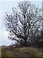 Ash tree next to the footpath alongside Stainsby Wood in TS17 9LF