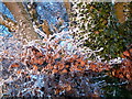 Icy foliage near Easter Arboll in IV20 1SH