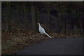 A White Pheasant on Finavon Hill at dusk in DD8 3PW