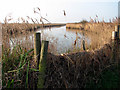 The eastern edge of Martham Broad in NR29 4DJ