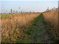 Footpath past Martham Broad in NR29 4DJ