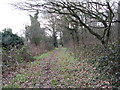 Small wood near the River Roding in IG10 3FT