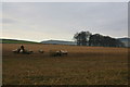Stubble field with sheep in DD8 1UD