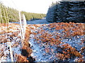 Path into Forestry Plantation near Cnoc nan Gaimhnean in IV19 1LH