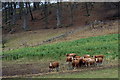 Cattle near Kingoldrum in DD8 5HL