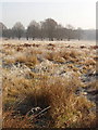 Hoar frost on grass near trees, Richmond Park in TW10 5HR
