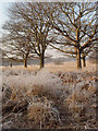 Richmond Park with hoar frost in SW15 3ER