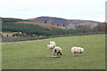 Sheep at Pitmudie, near Lintrathen in DD8 5JQ