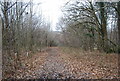Footpath through the woods South of Sheepstreet Lane in TN19 7AZ
