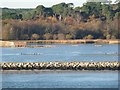 The edge of Brownsea Lagoon in BH13 7RL