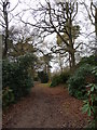 The path into Twigmoor Woods in DN20 9NF