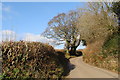 Along a Devon lane from Marley Head interchange in TQ10 9DS