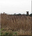 View across reeds towards Stubb drainage mill in NR12 0BP