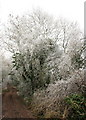 Hoar frost on Backwell Hill in BS48 3JF