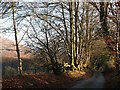 Winter sun on beech trees in Ynysddu Community