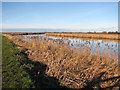 Footpath along the River Bure in NR29 3BW