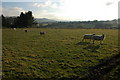 Sheep near Nupend Farm, Cradley in WR13 5NP