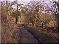 Track through Penley Wood in HP14 3UW