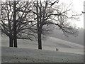 Walking the dog - Christchurch park in winter in IP4 2EZ