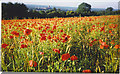Wild Poppies Blooming on Guildown. in GU2 7RZ