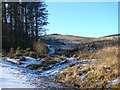 Forestry track leading to Drum Maen in SY18 6PS