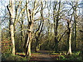 Path on the West Heath in NW3 7HD