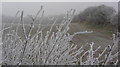 Rime-covered vegetation in SP11 7JF