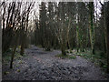 Path through Short's Coppice in PO7 6TW